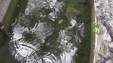雨天梁园园林拍摄实拍视频的预览图